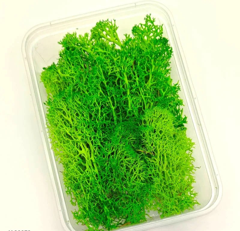 Dry Flower Box (1 pc)