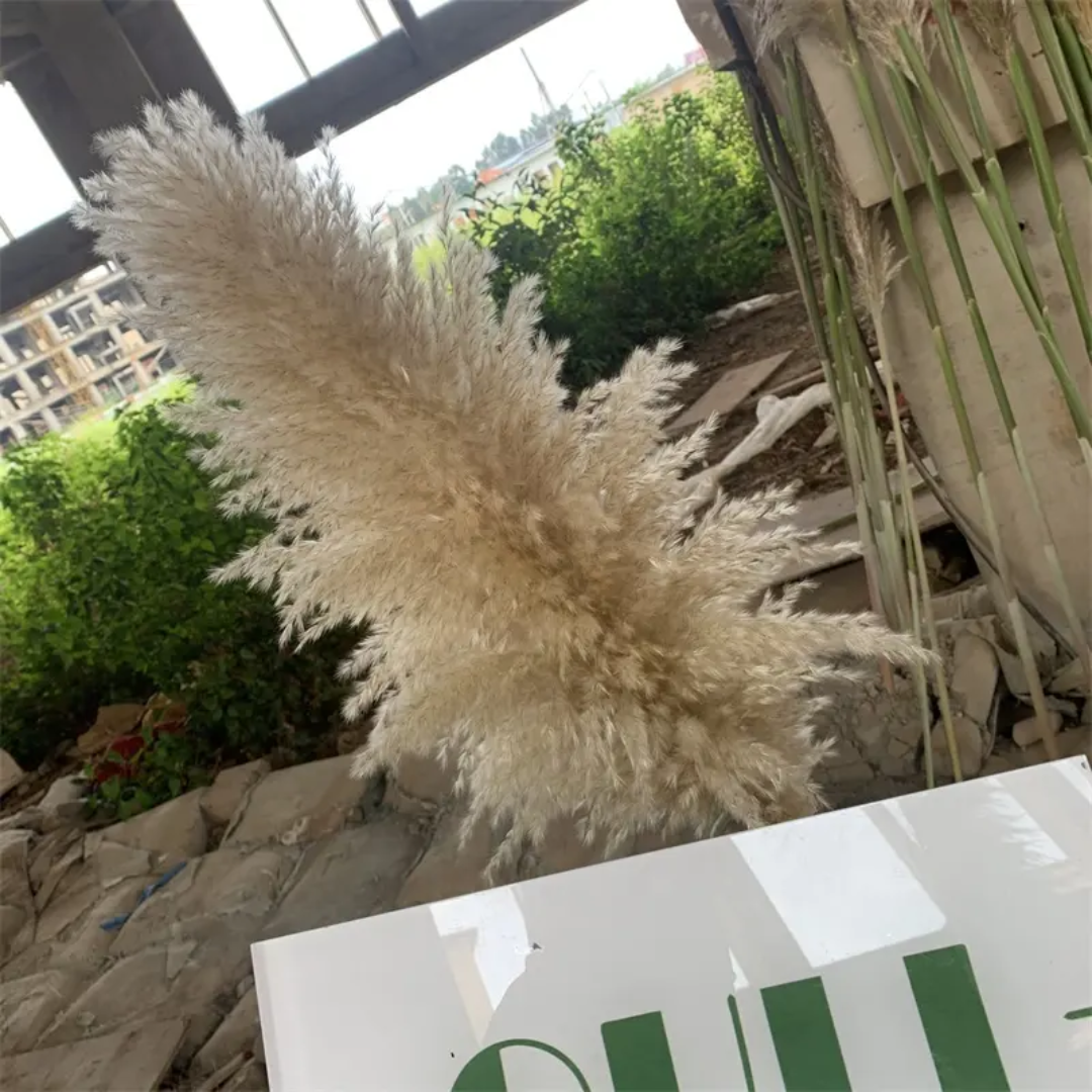 Pampass fluffv White (1 Stick)