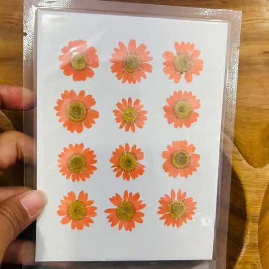 Pressed Flowers - 12 Flowers in 1 Orange