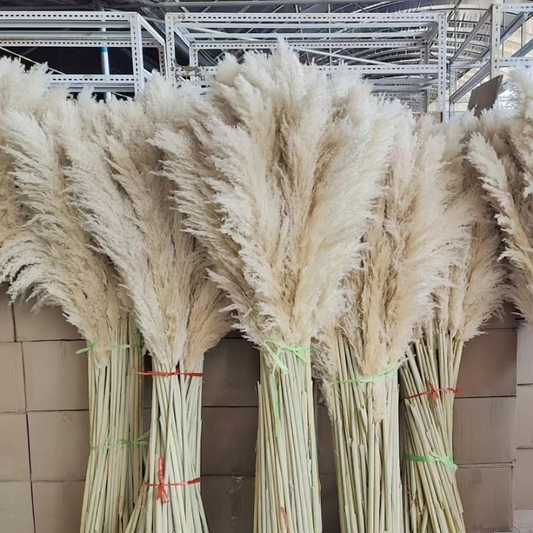 Pampass fluffv White (1  Stick)