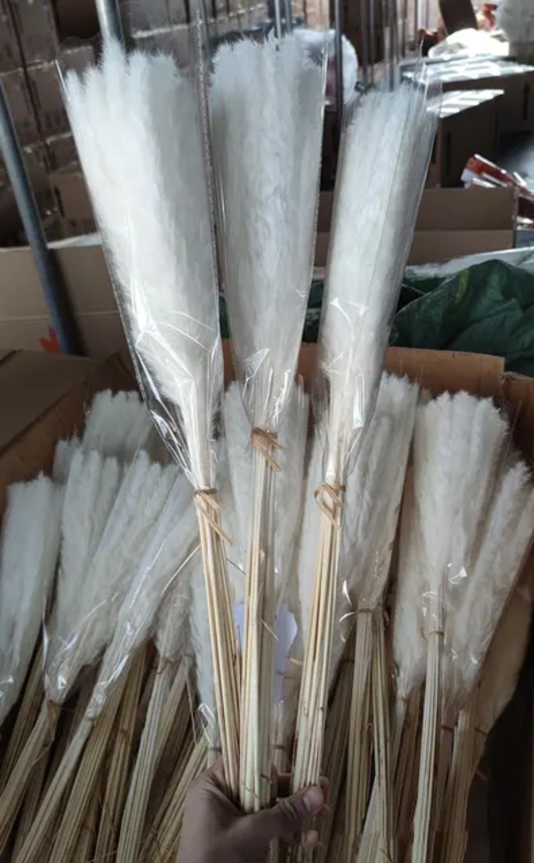 Mini Pampas White Bunch (10 Sticks)