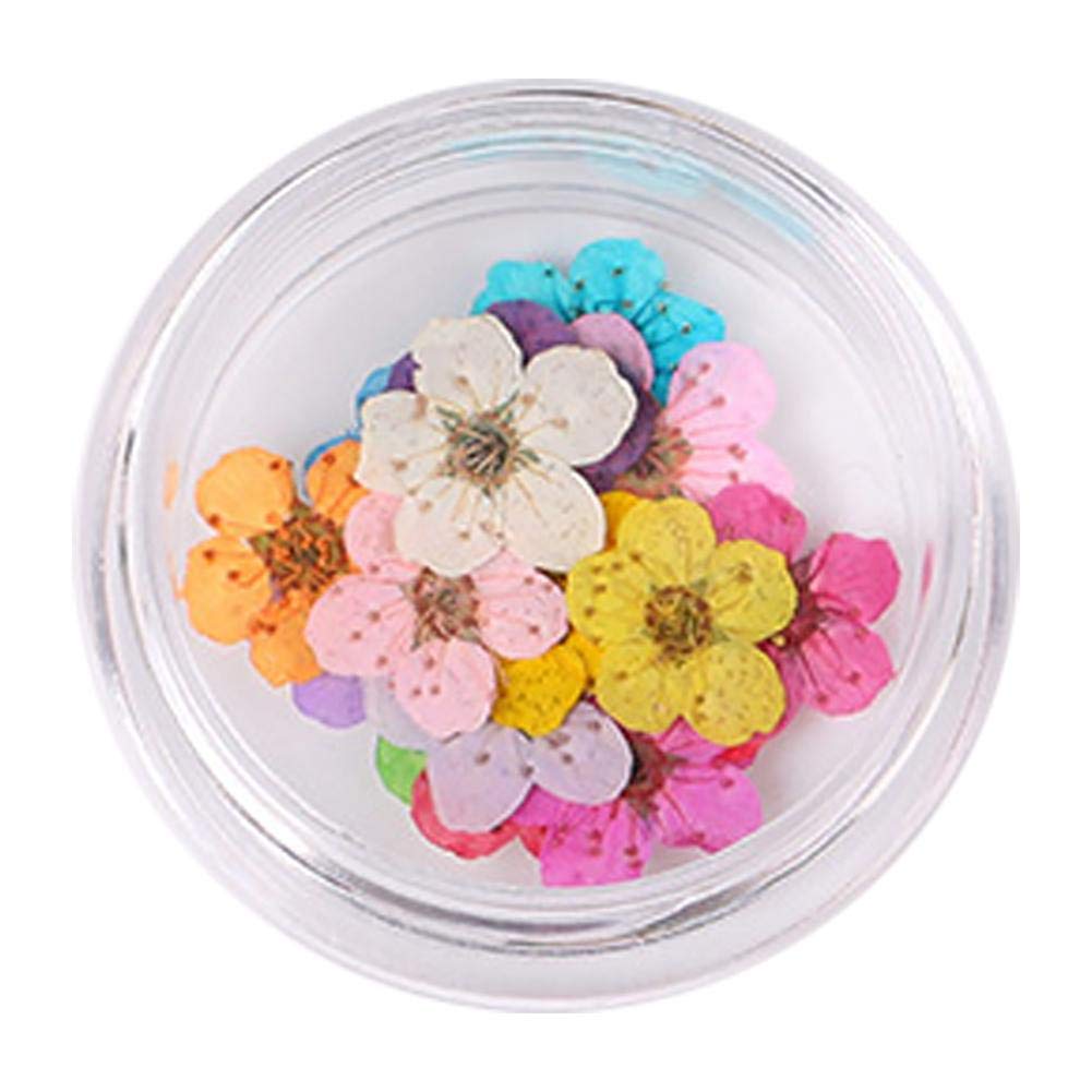 Mini Petal Dry Flower (1 Pc)