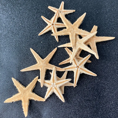 Star Fish (10 pc)