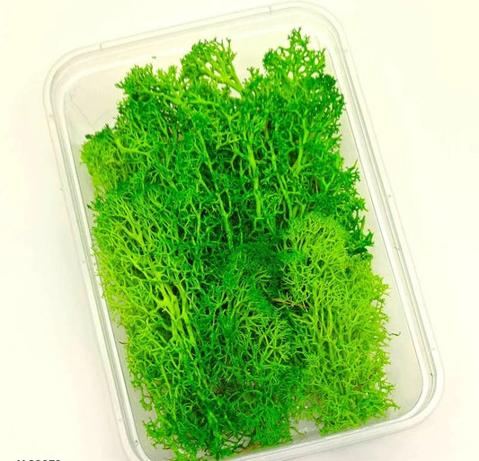 Dry Flower Box (1 pc)