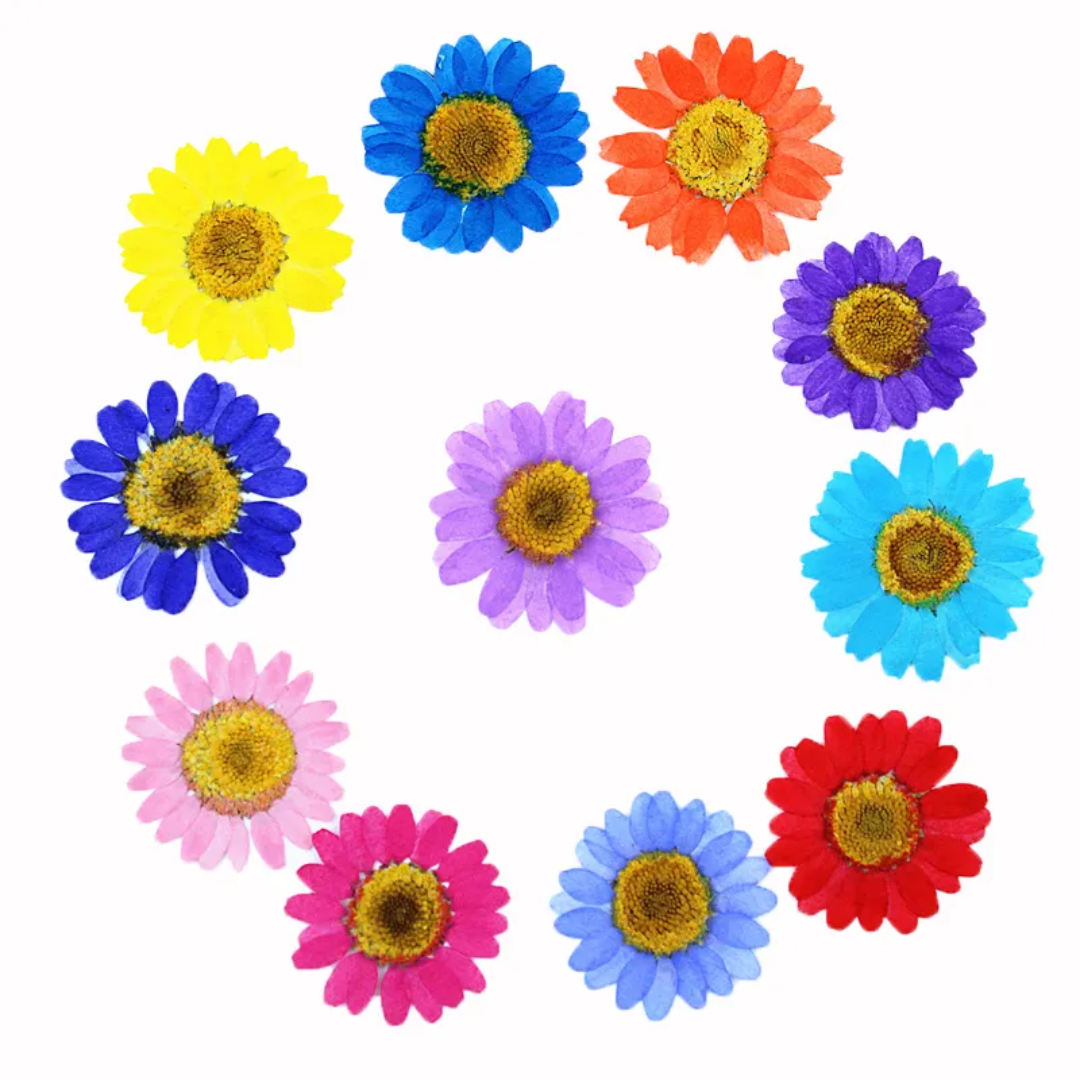 Multi Color Pressed Flower