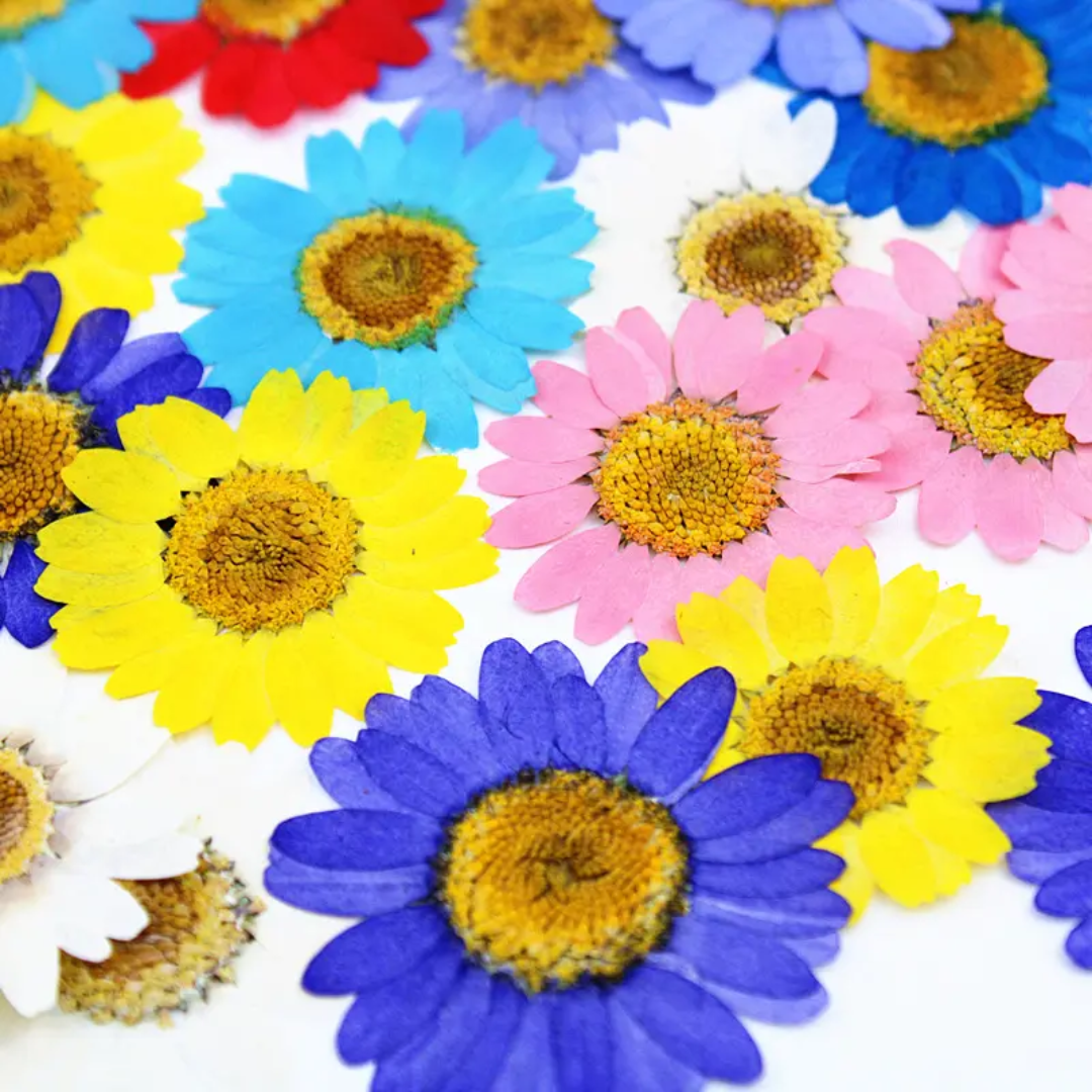 Multi Color Pressed Flower