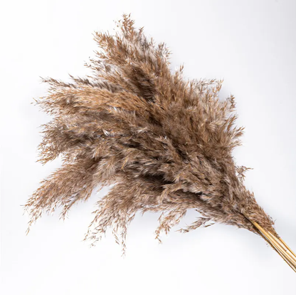 Pampass Brown (6 Stick)
