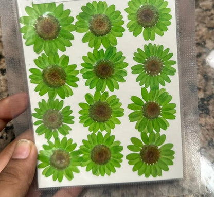 12 Flower Pressed Sheet (1 pc)