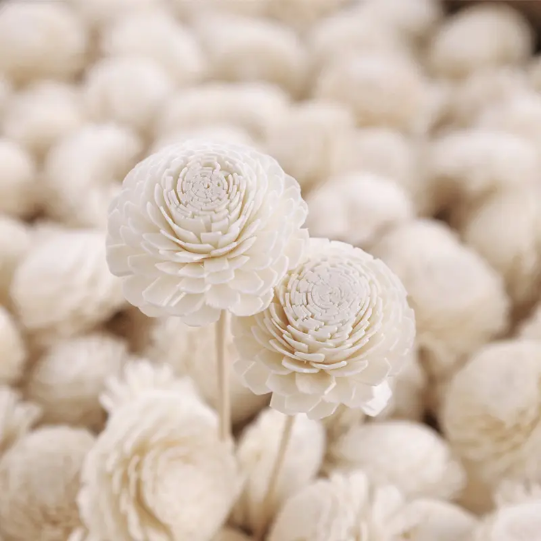 Big Bailev Sola Flowers (10 pc)
