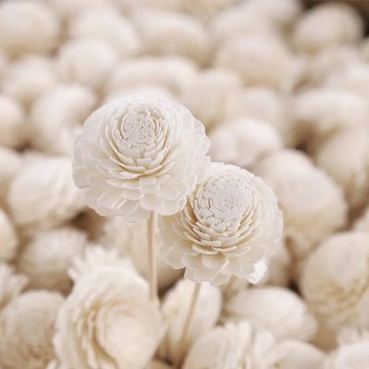 Big Bailev Sola Flowers (10 pc)