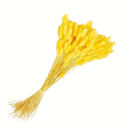 Pampass Grass (1 Bunch )