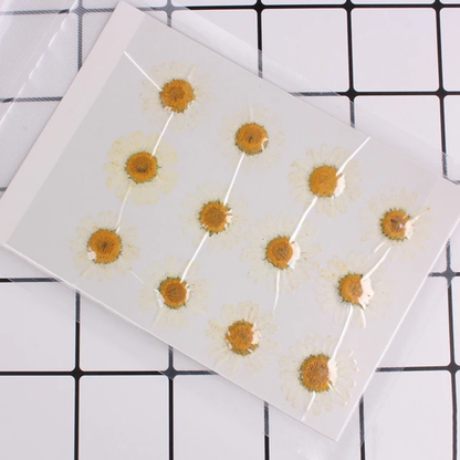 Single Color Pressed Flower