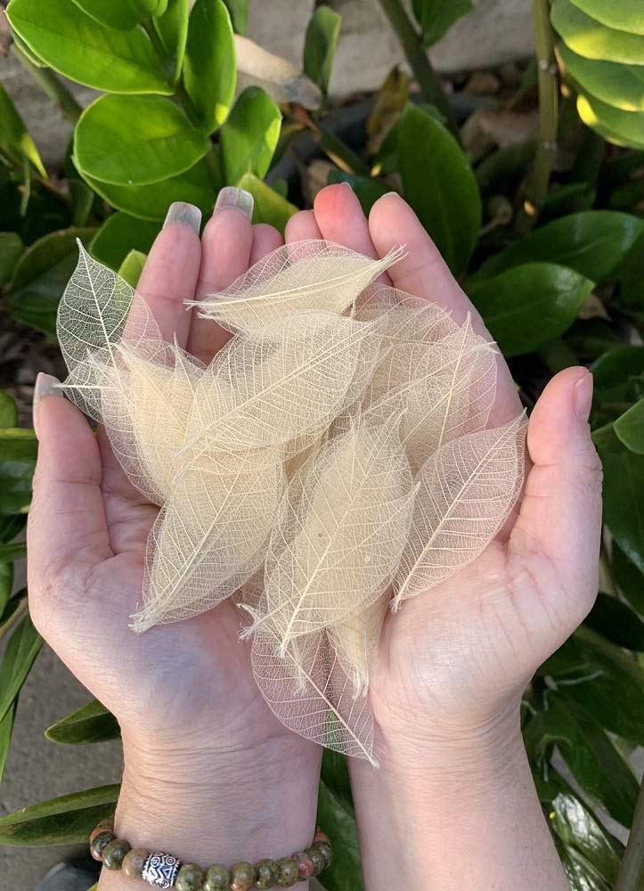 Leaves (30Pc)
