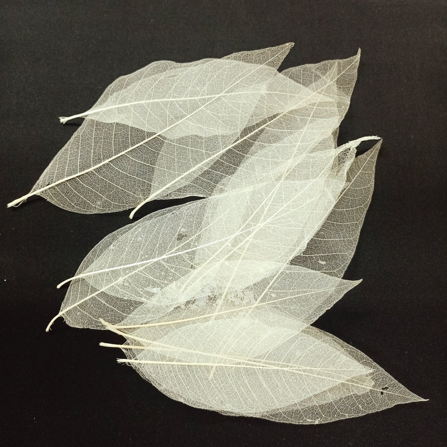 Leaves (30Pc)
