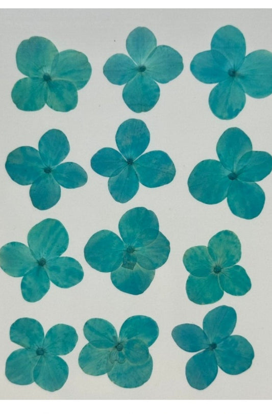12 Flower Pressed Sheet (1 pc)