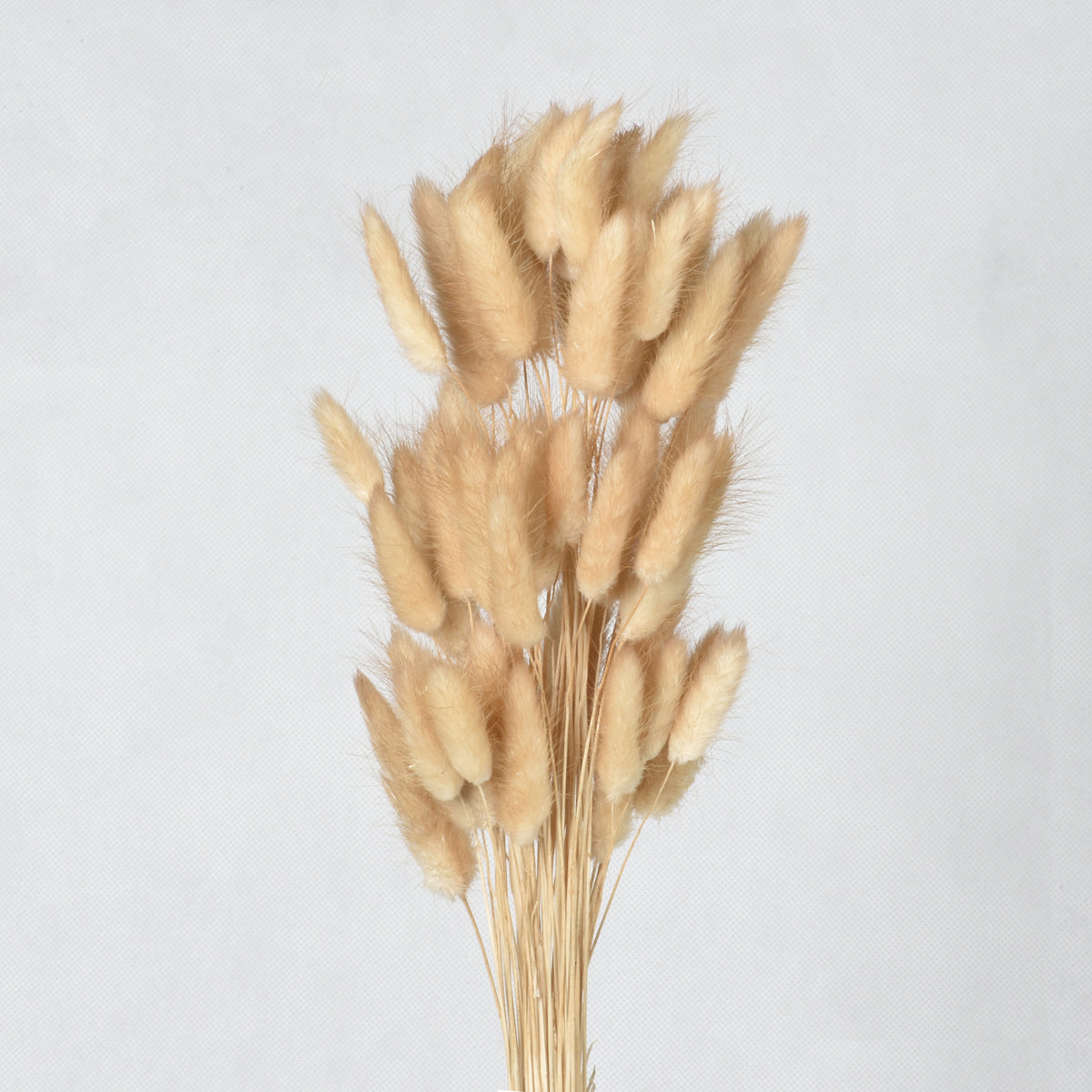 Pampass Grass (1 Bunch )