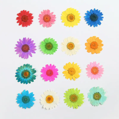 Multi Color Pressed Flower