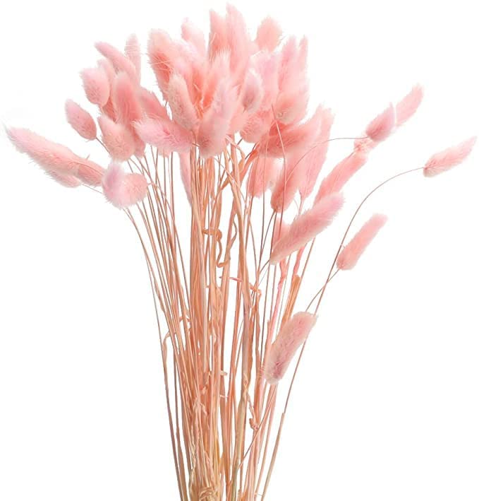 Pampass Grass (1 Bunch )