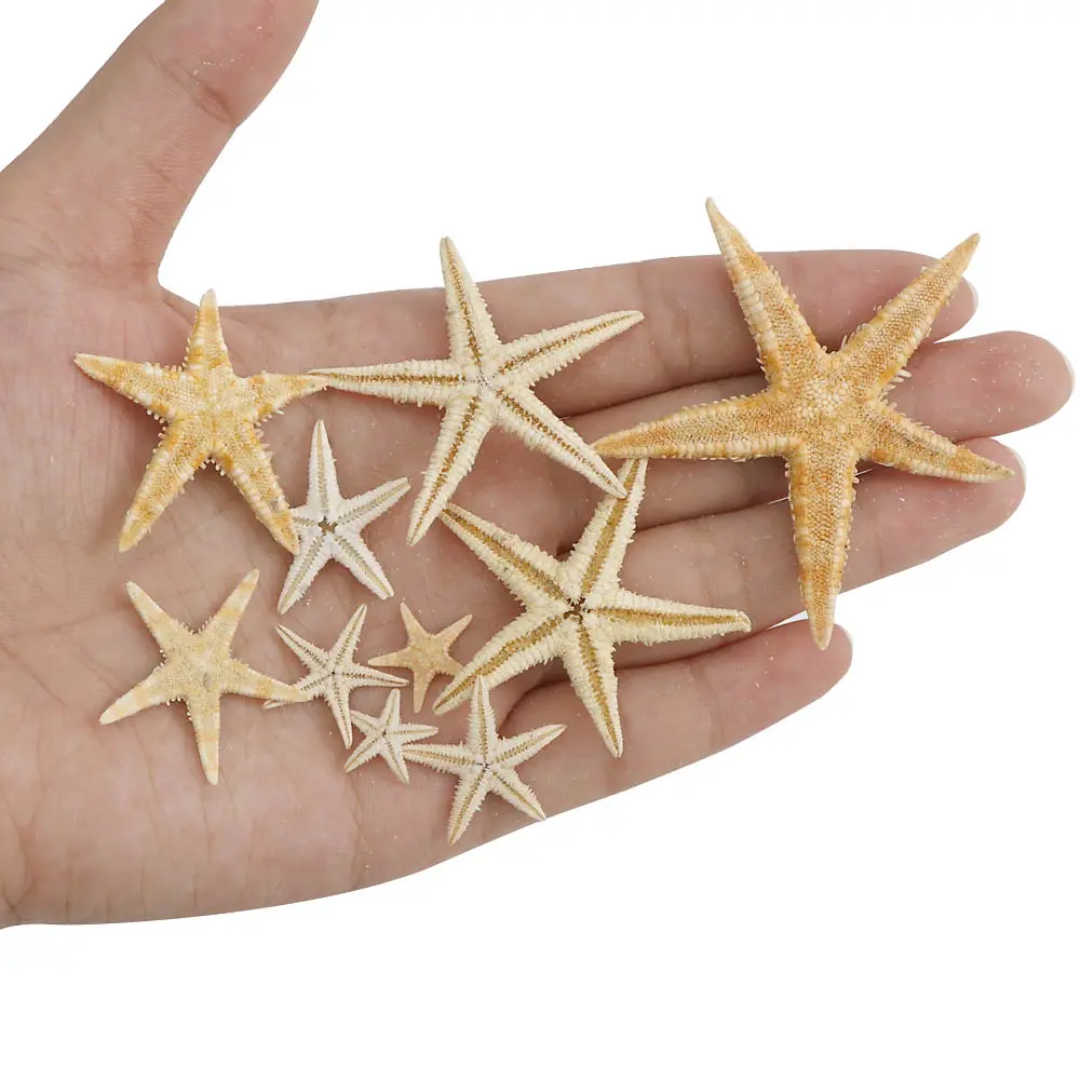 Star Fish (10 pc)
