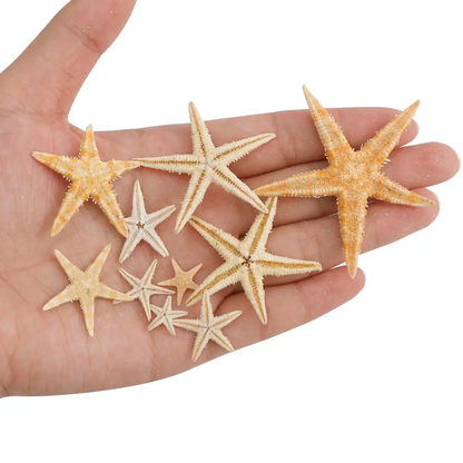 Star Fish (10 pc)